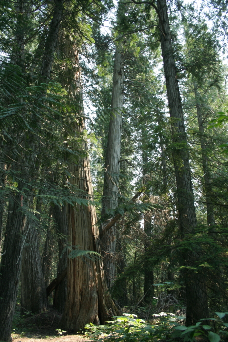 Giant Cedars